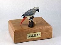 Birds, African Gray Parrot