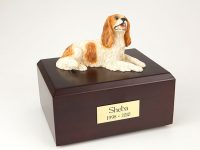 Dog, King Charles Spaniel, Brown