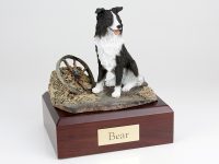 Border Collie, Sitting