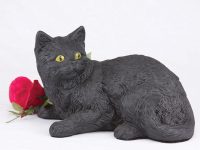 Shorthair Cat – All Black