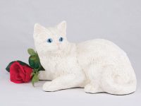 Shorthair Cat – All White