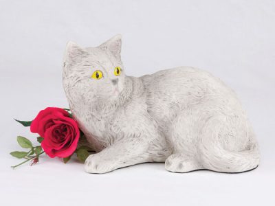 shorthair-cat-all-gray-light