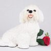 bichon frise dog figurine PetsToRemember.com