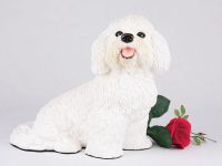 Bichon Frise