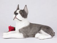 Boston Terrier