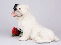 Bulldog, White