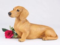 Dachshund, Shorthair, Red