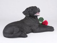 Labrador Retriever, Black