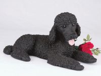 Poodle, Standard, Black