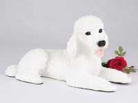 Poodle, Standard, White