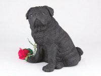 Pug, Black