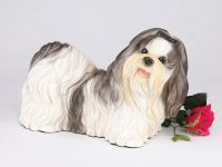 Shih Tzu, Black & White