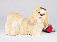 Shih Tzu, Gold & White