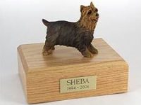 Dog, Yorkshire Terrier, Standing