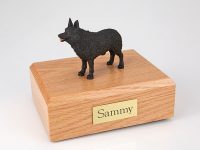 Dog, Schipperke