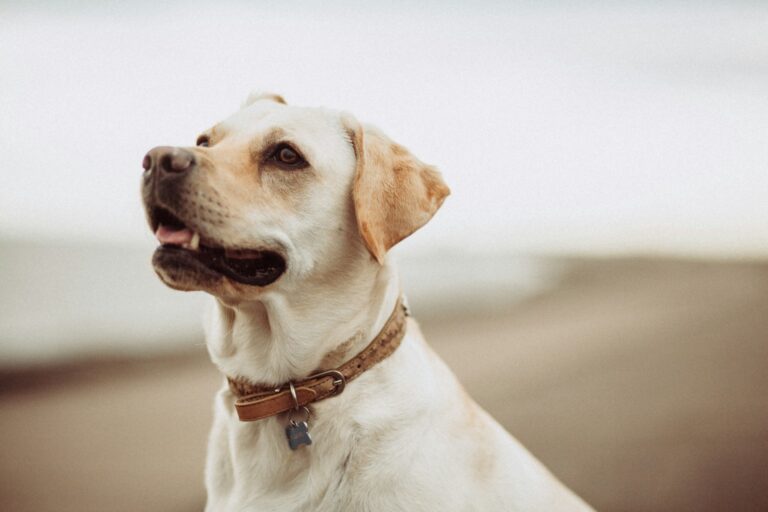 What to Do When Your Pet Passes Away in Florida: Support from PetsToRemember.com