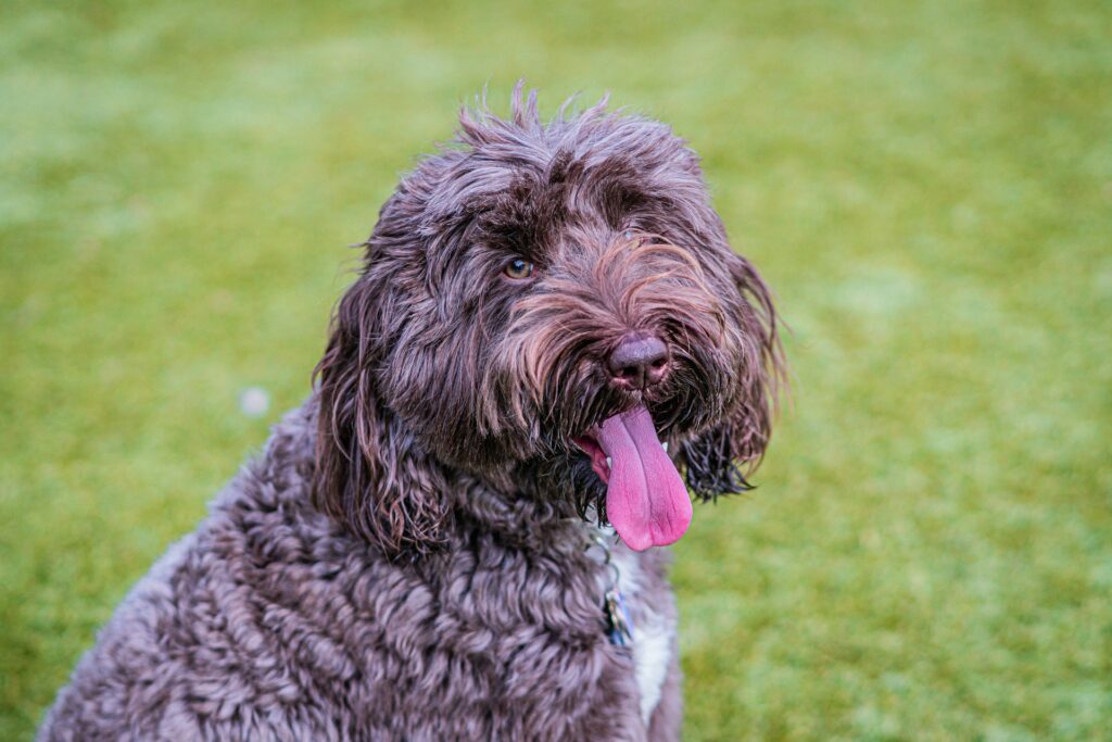 Compassionate, private pet cremation Boca Raton, FL. Pickup available, transparent pricing, memorial products. Call PetsToRemember.com today.
