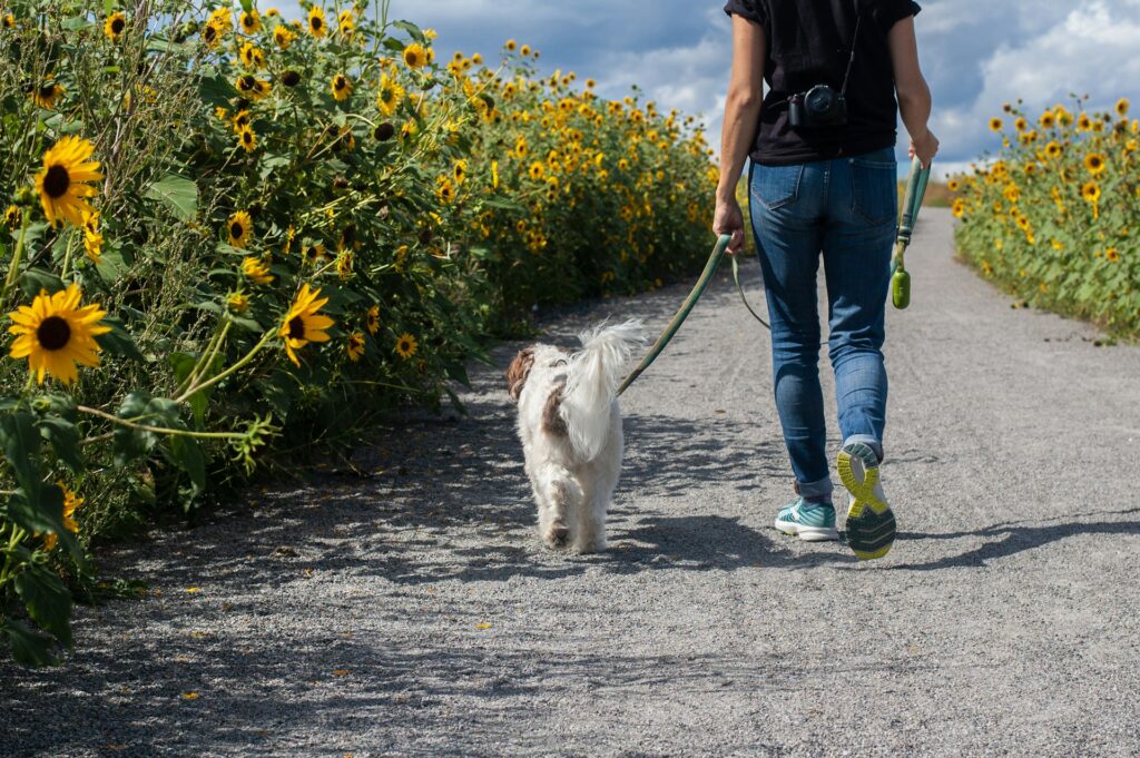 How much does pet cremation cost in 2026? By petstoremember.com